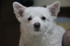 Staring Puppy Adorable