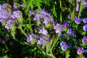 Flower Garden Nature