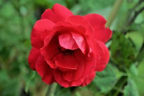 Rose Red Love