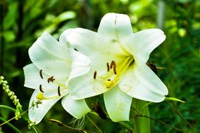 Nature Sheet Outdoors