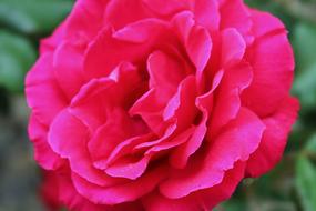 Rose Flower Garden