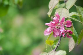 Spring Apple Flowers in garden