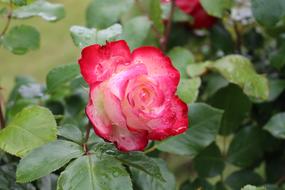 Rose Flower Summer