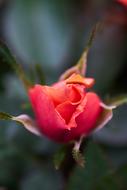 Rose Red Flower in garden