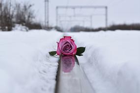 Pink Rose On Railway Love Symbol