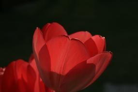 Flower Nature Plant