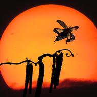 insect on the background of the orange sky