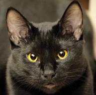 Black Cat Closeup Feline