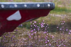 boat bow and purple flowers on the river in Vietnam