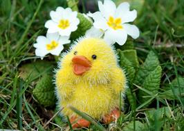 toy chicken and white flowers