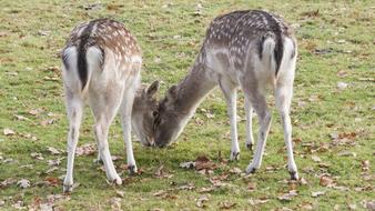 Petting Grass Nature