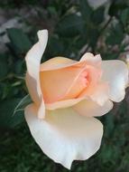 white and pink Flower Natural Leaves