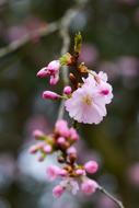 pink Flowers Bloom in Spring