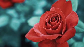 Flower Rose Petal