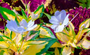 Plants Natural Blooming
