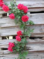 Roses Flowers Rose