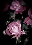Flower Rose Petal