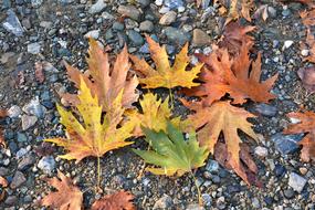 Autumn Season Nature