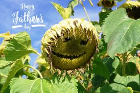 Father&#39;S Day Sunflower Happy