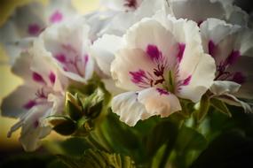 Flower Plant Nature