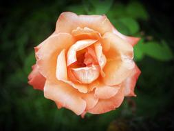 orange botanical Rose Flower Gardening