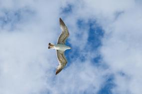 Seagull Bird Birds