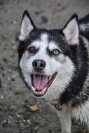 Dog Husky Happy