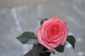 Rose Flower Love