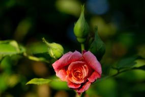 Rose Rosebud Bud