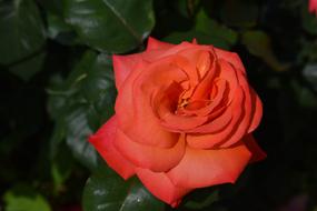 delicate orange rose and dark green leaves