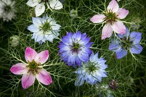 Flowers Nigella Love-In-A-Mist