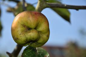 crooked green apple on a branch