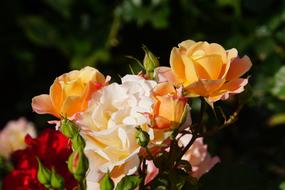 orange and white roses in a bouquet