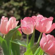 Tulips Flower Pink