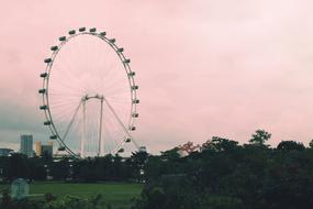 Pink sky at Singapore Nature