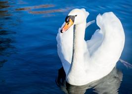 Swan Bird Water