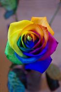 Colorful rose Flower Nature
