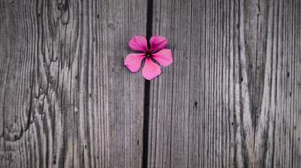 Flower Color Beautiful