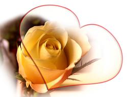 rose yellow heart love luck