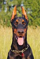 Dog Portrait Doberman