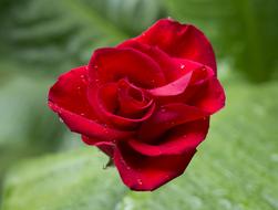 Emotion Roses Red Rose