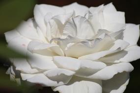 white rose bud, close-up