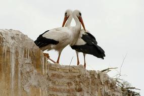 Storks Marrakech Love