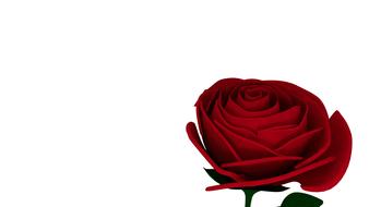 rose red bloom clipart