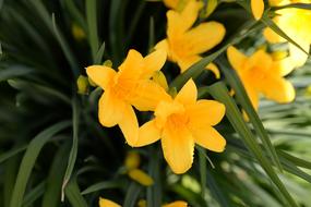 garden yellow Flower Nature