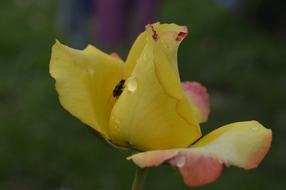 Rose Nature Flower