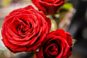Rose Flower Petals