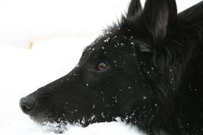 Dog Belgian Shepherd