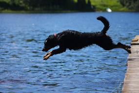 Beauceron Bathing Cute