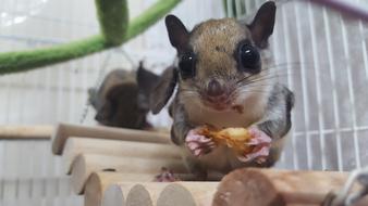The Sky Squirrel Acorn Pet